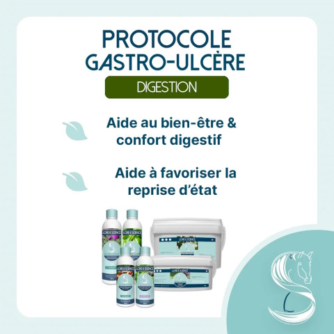 Protocole Gastro-Ulcère pour cheval