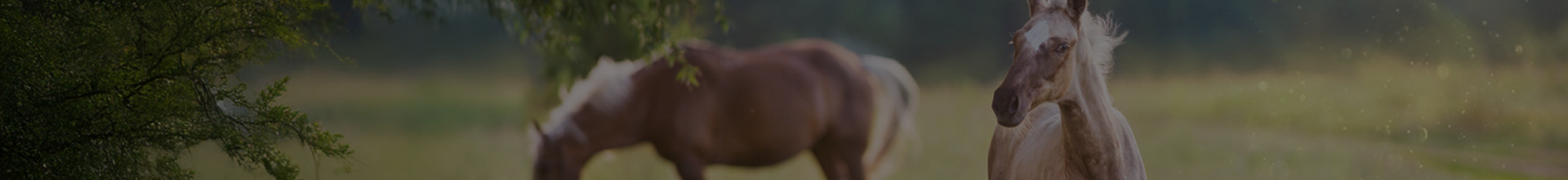 ? Produits santé chevaux