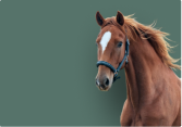 Cheval
