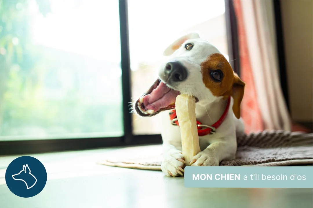 Mon chien a-t-il besoin d'os ?