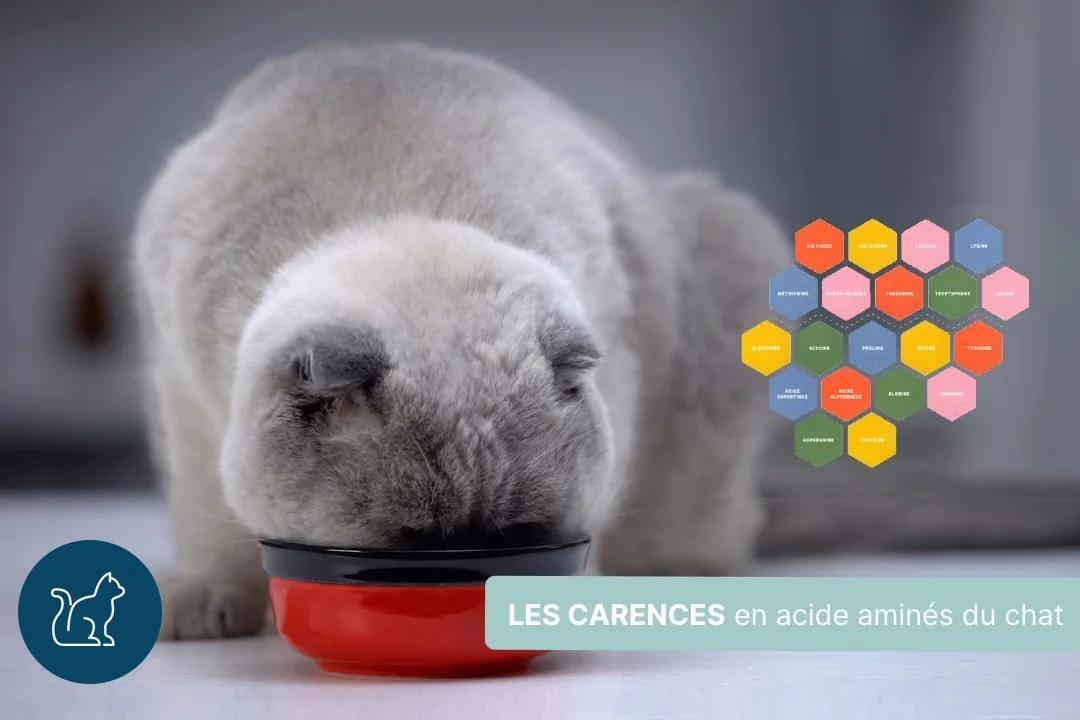 Acides aminés et carences chez le chats : La Taurine
