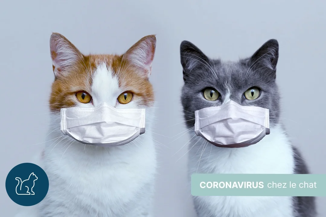 Coronavirus chez le chat : infections, symptômes, transmission