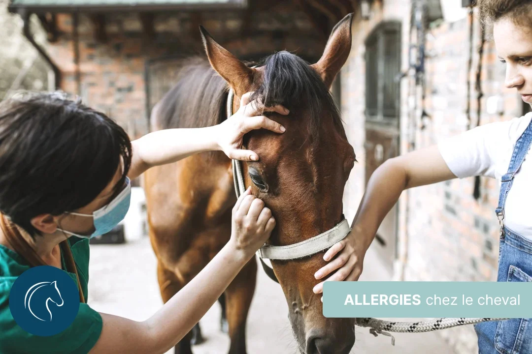 Allergies chez le cheval : comment les traiter ?