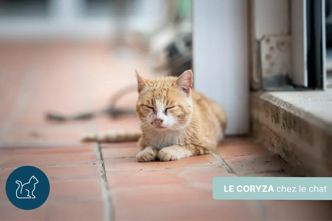 Coryza du chat : symptômes, traitements et prévention