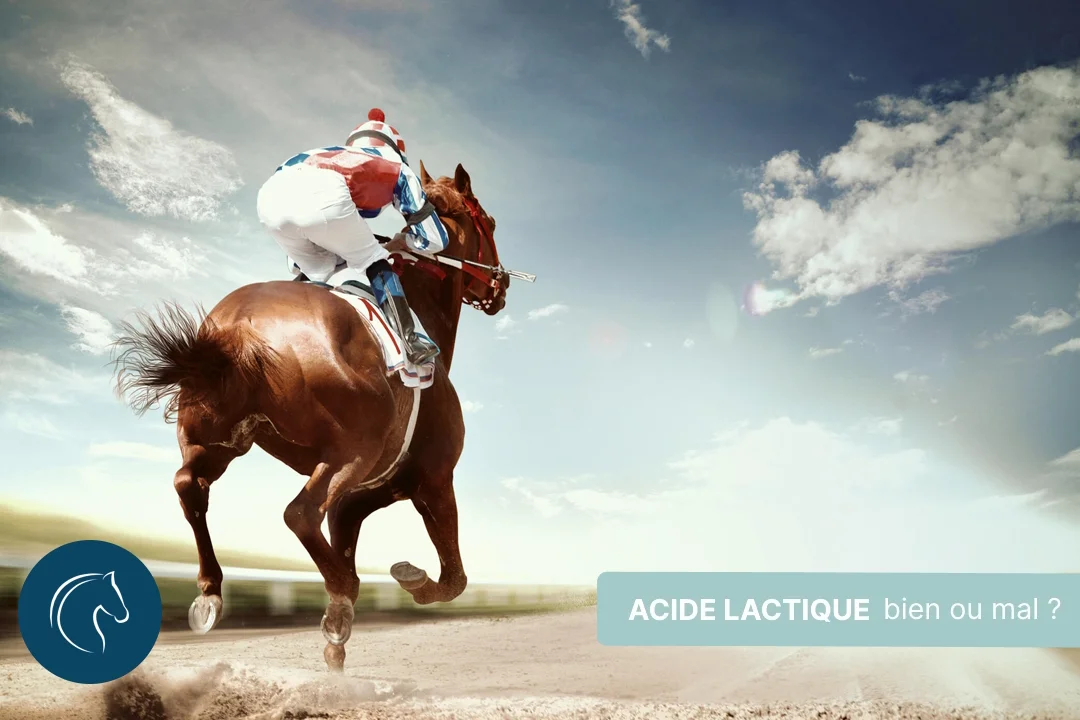 Lactates, acide lactique, bien ou mal pour nos chevaux ?