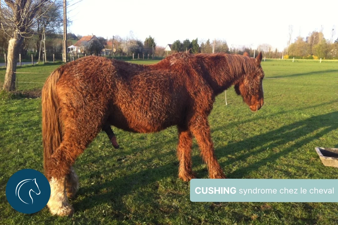 Maladie de cushing, quelles solutions pour les chevaux ?