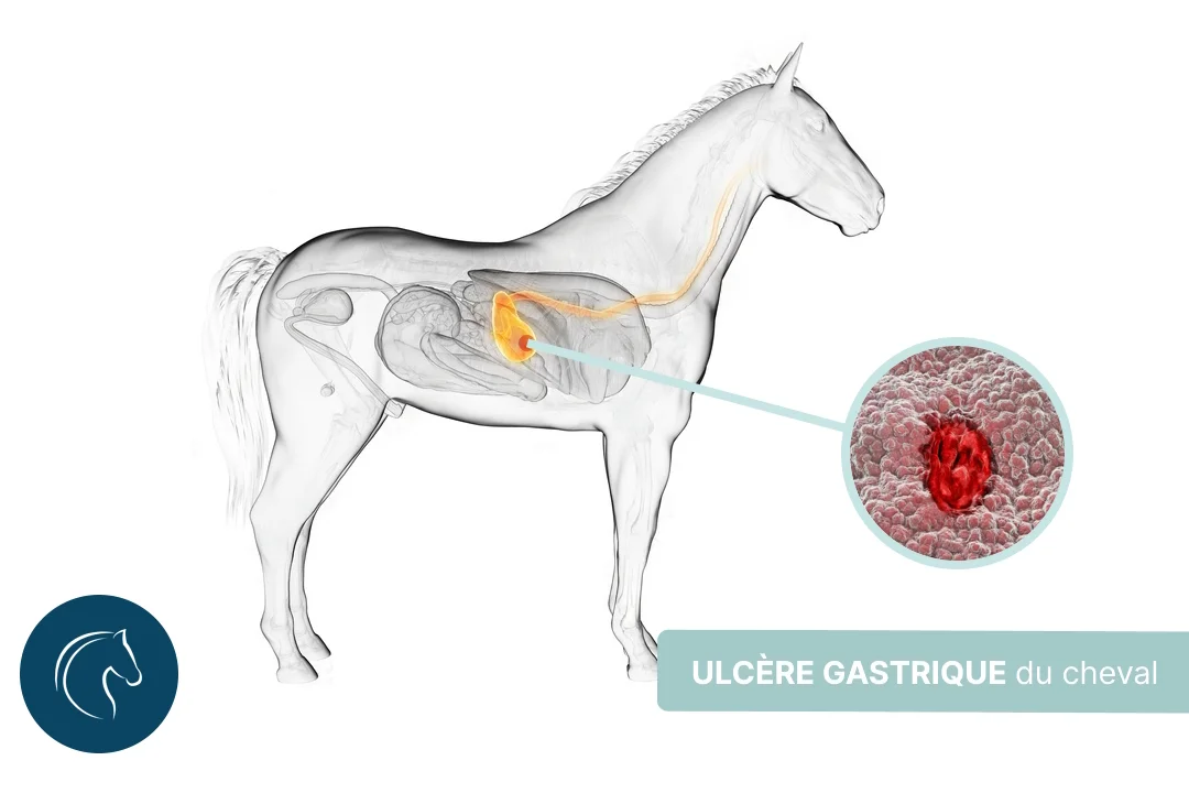 Ulcère gastrique du cheval : comment le soigner ?