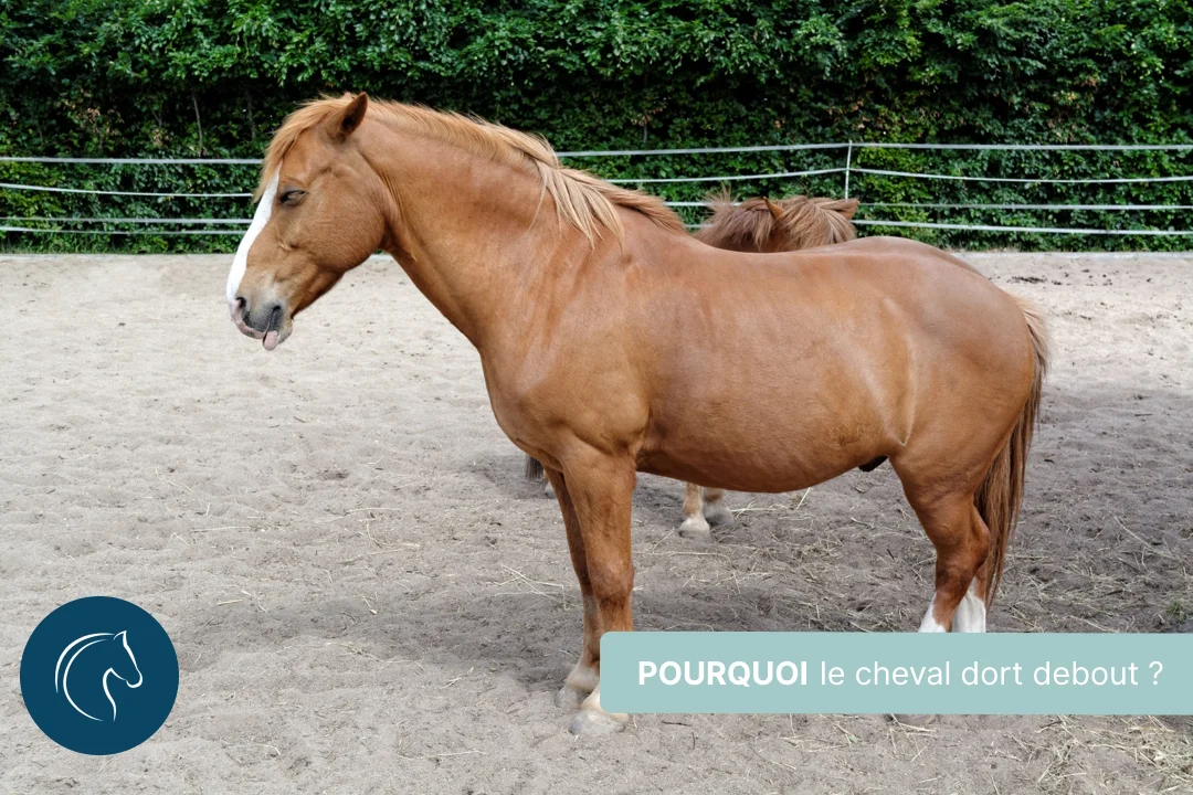 Pourquoi le cheval dort-il debout ?
