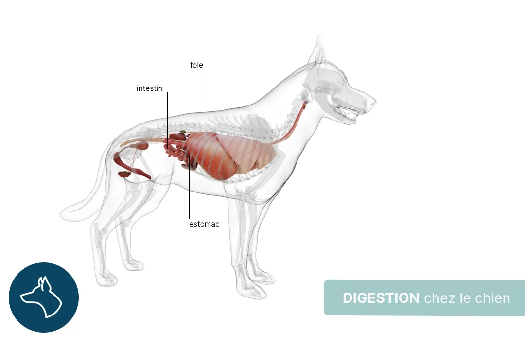 Digestion chez le chien : comment fonctionne-t-elle ?
