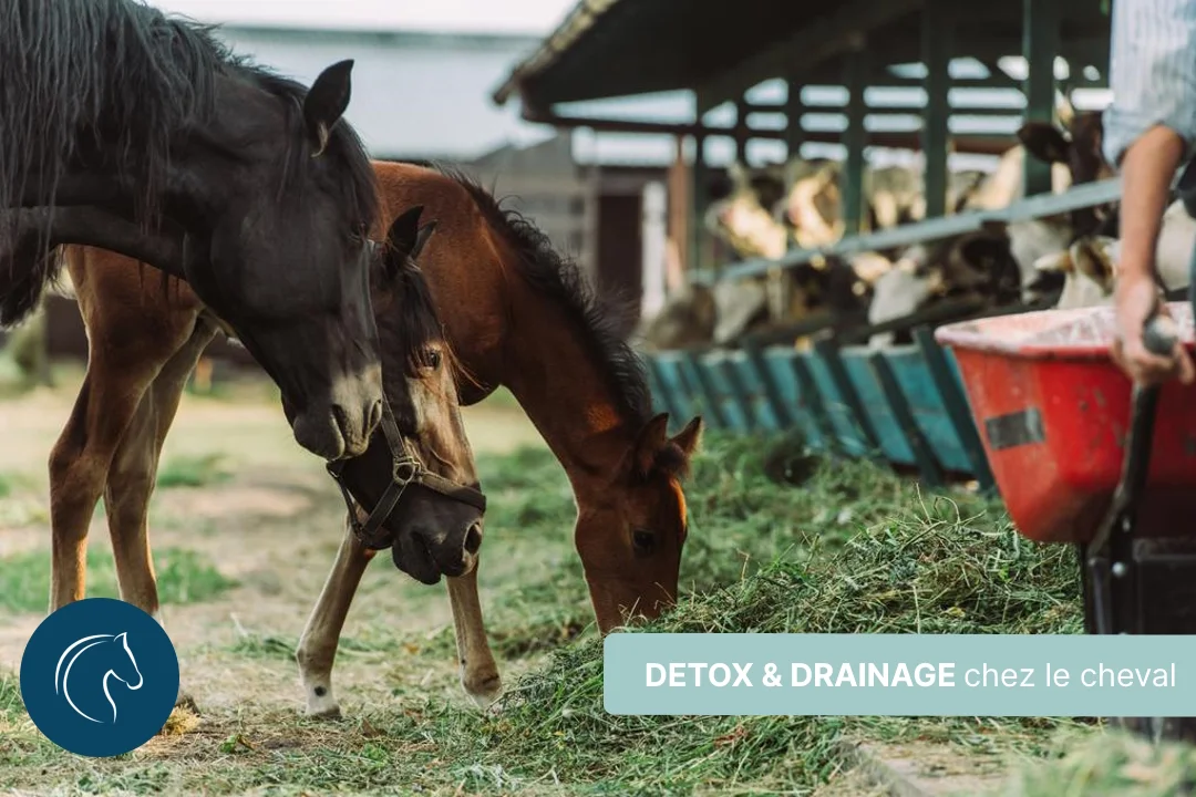 Détox et drainage du cheval : comprendre les différences