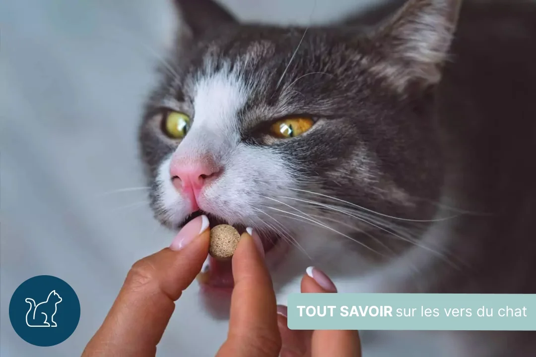 Vers parasites du chat : symptômes, traitements, prévention