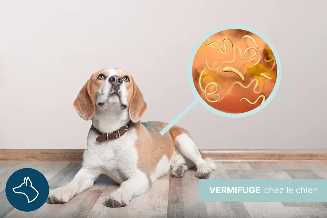 Vermifuge du chien: protéger la santé de votre animal
