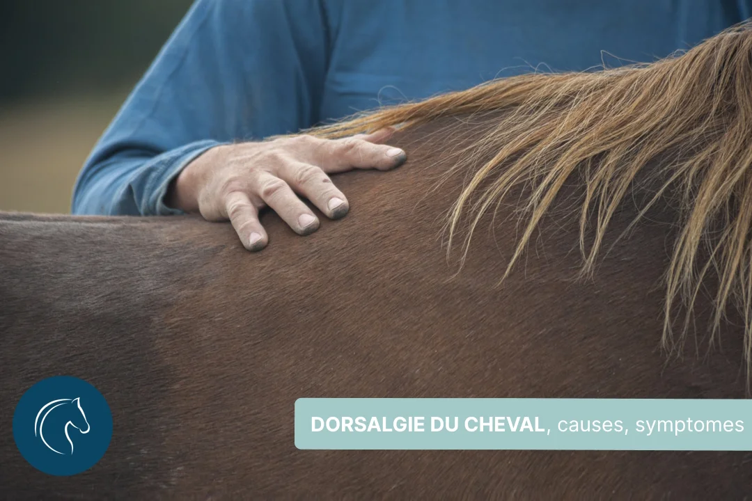 Mal de dos du cheval : causes, symptômes et traitements