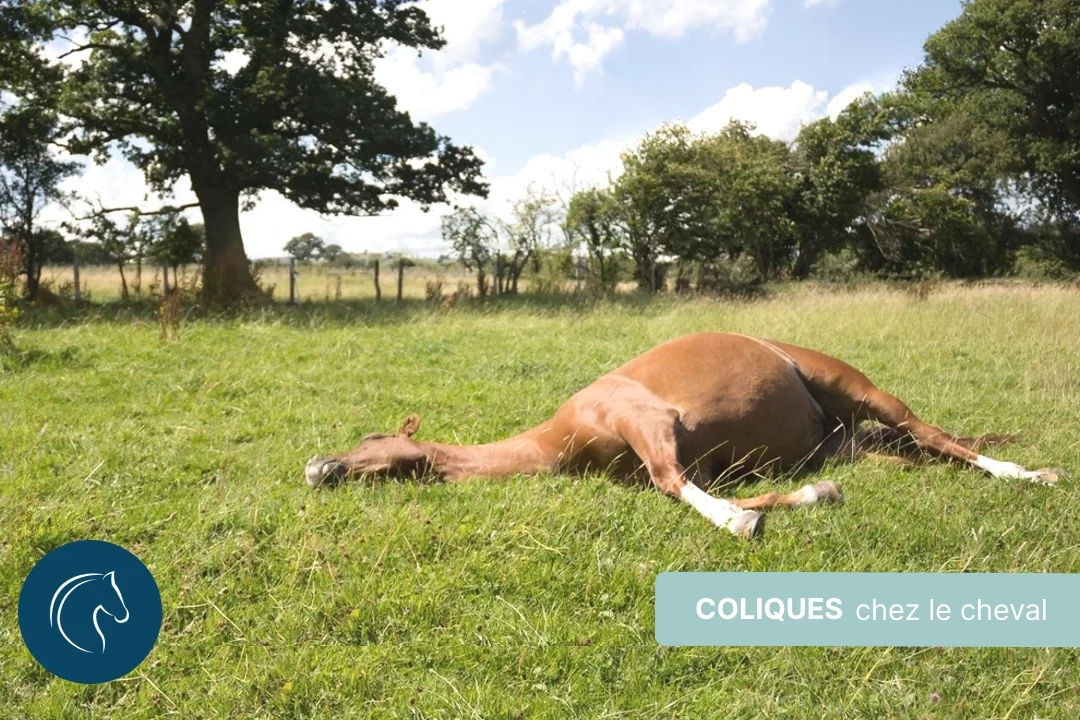 Comprendre, traiter et prévenir les coliques du cheval