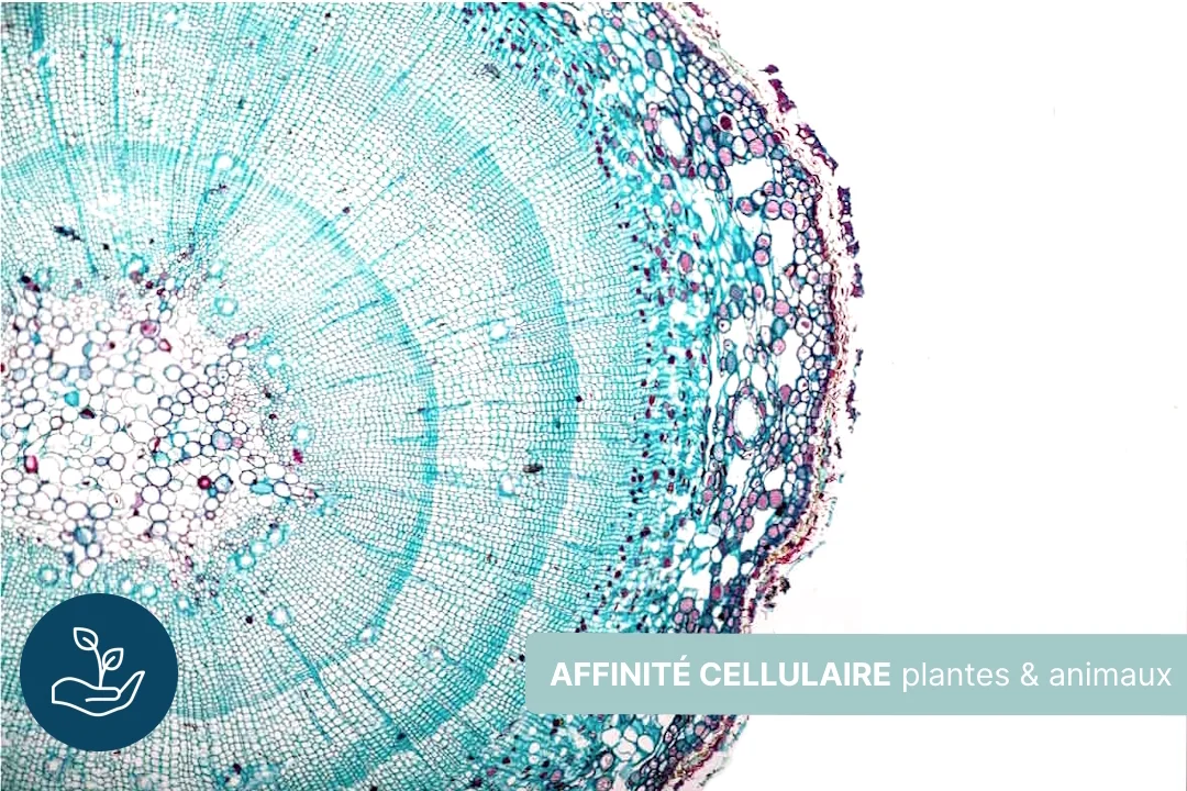 L'affinité cellulaire entre plantes et animaux