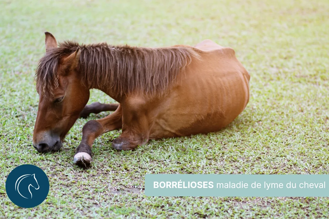 Borrélioses : tout savoir sur la maladie de Lyme chez le chien & cheval