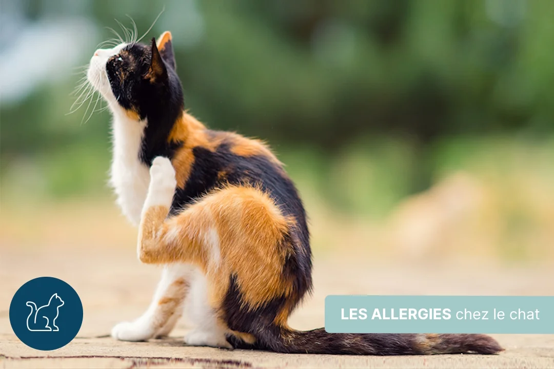 Allergies chez le chat : symptômes, causes et traitements