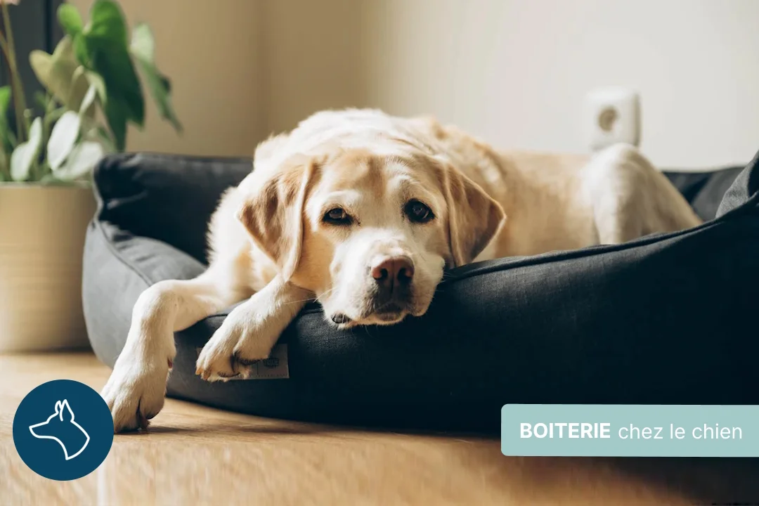 Boiterie chez le chien : causes, traitements et prévention