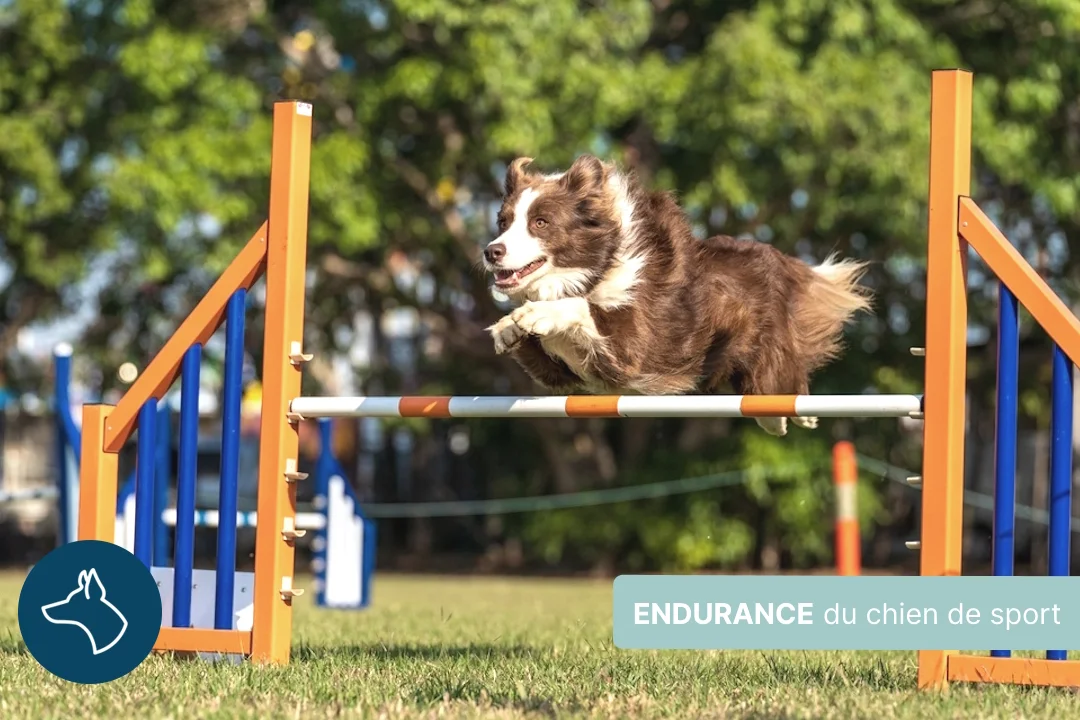 Améliorer l’endurance de son chien de sport : conseils et stratégies