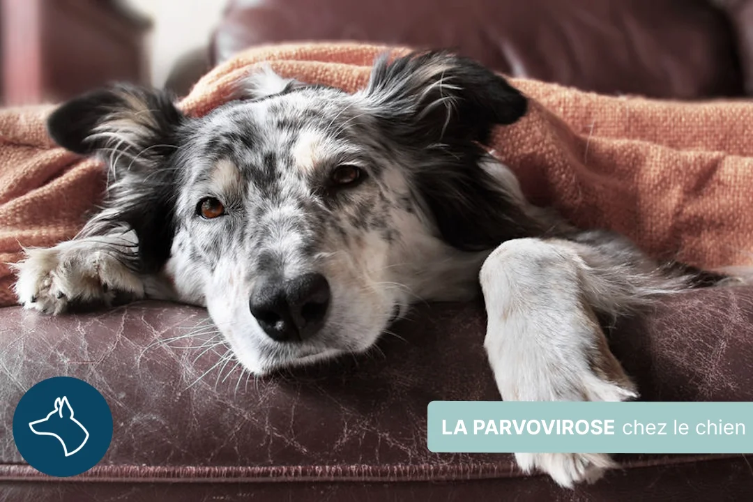 Parvovirose et gastro-entérite du chien : symptômes, traitement et prévention
