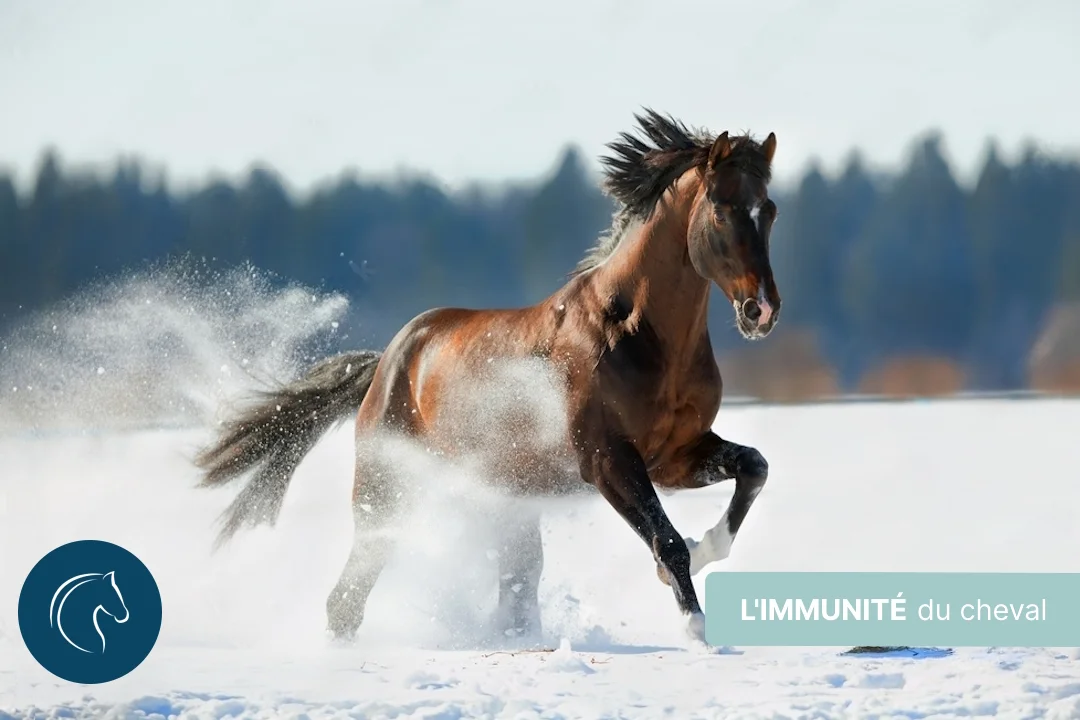 Comment booster l’immunité de son cheval ?