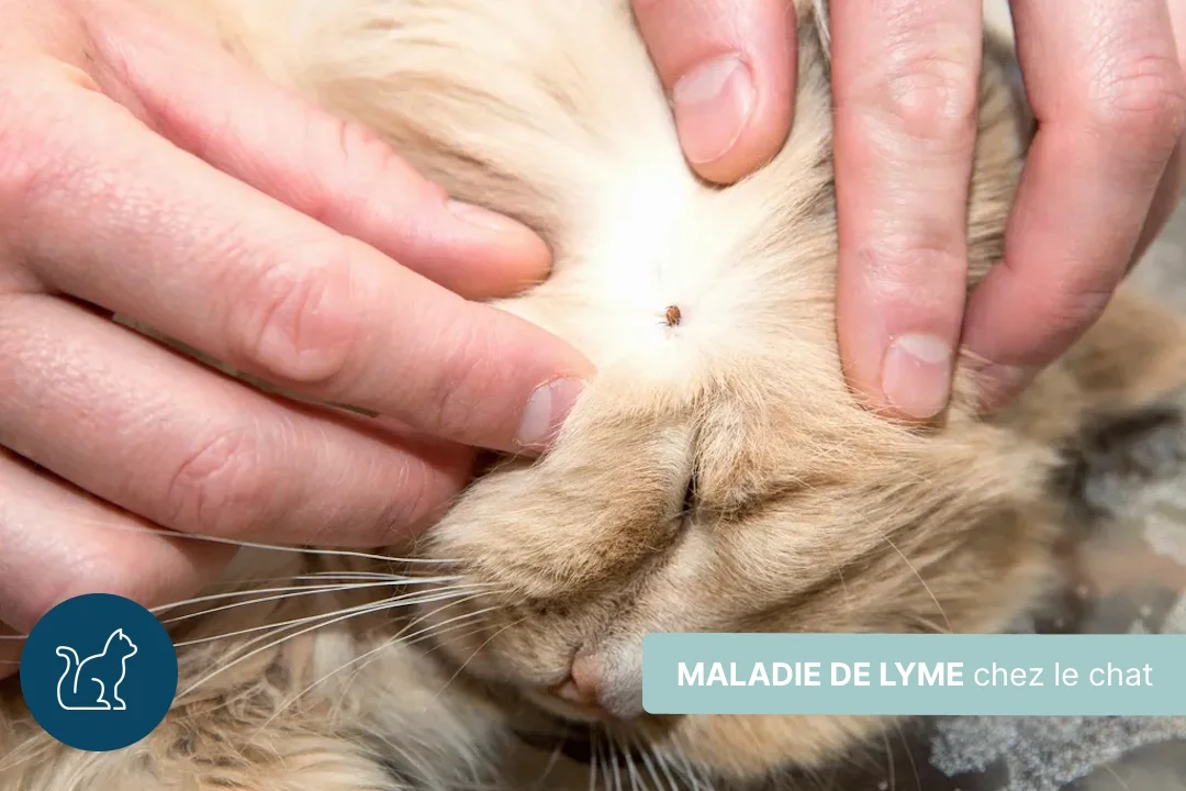 Maladie de Lyme chez le chat : guide complet