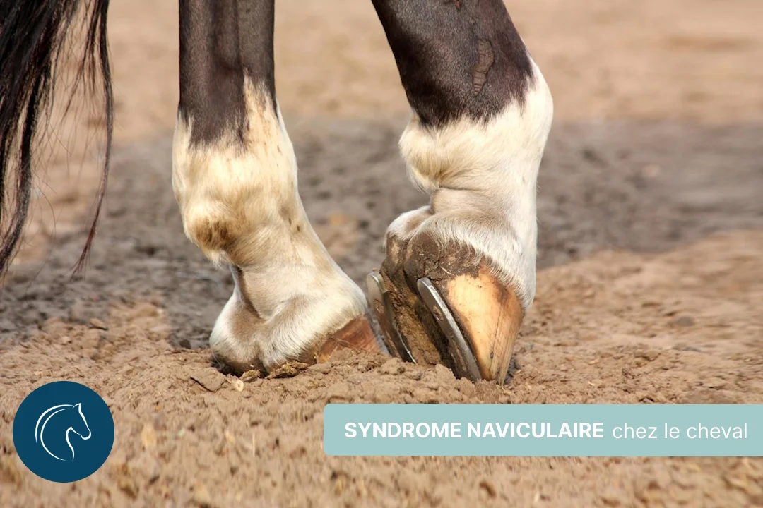 Le syndrome naviculaire du cheval, comprendre, prévenir et soigner