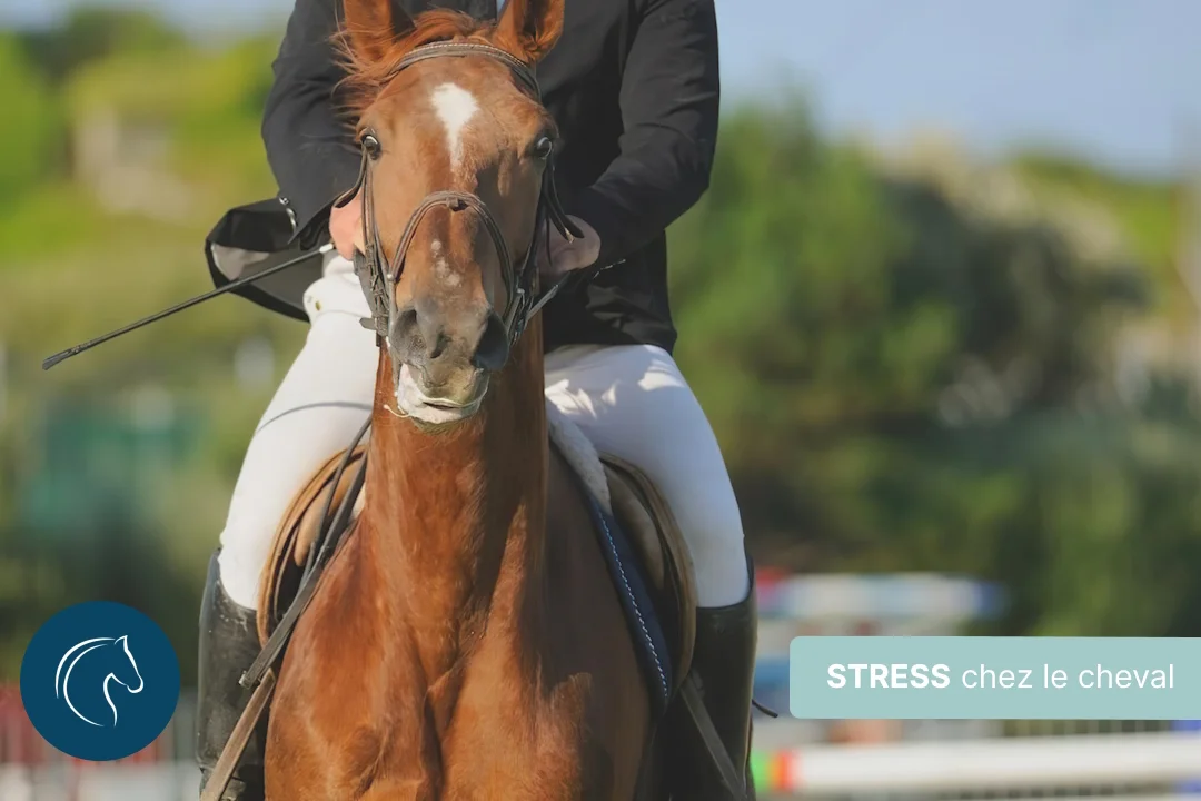 Cheval stressé ? Origines, symptômes, prévention et soin