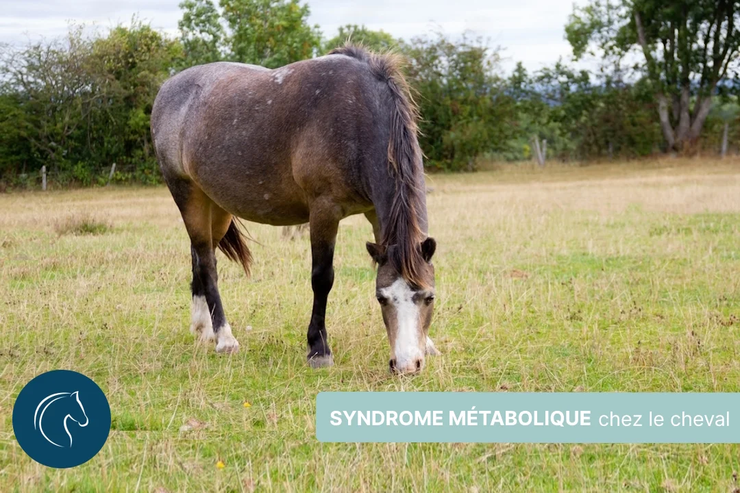 SME ou syndrome métabolique équin et le pancréas