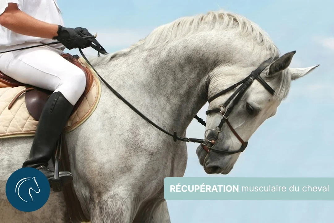 Comment améliorer la récupération musculaire de son cheval ?