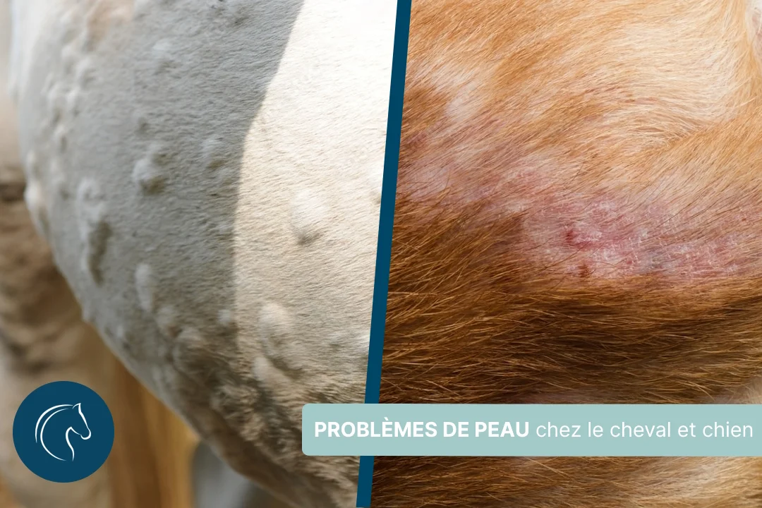 Problèmes de peau chez le chien et cheval, les bienfaits de la vitamine C
