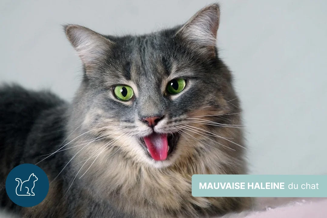 Mon chat a mauvaise haleine : quelles solutions  ?