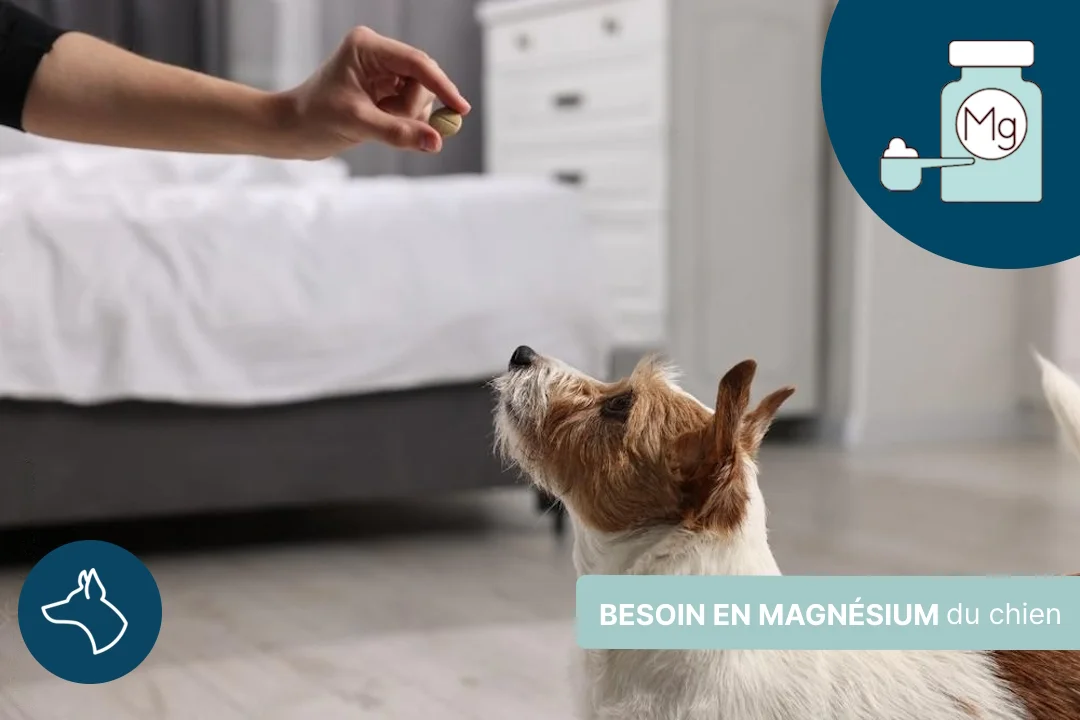 Le chien a-t-il besoin de magnésium ?
