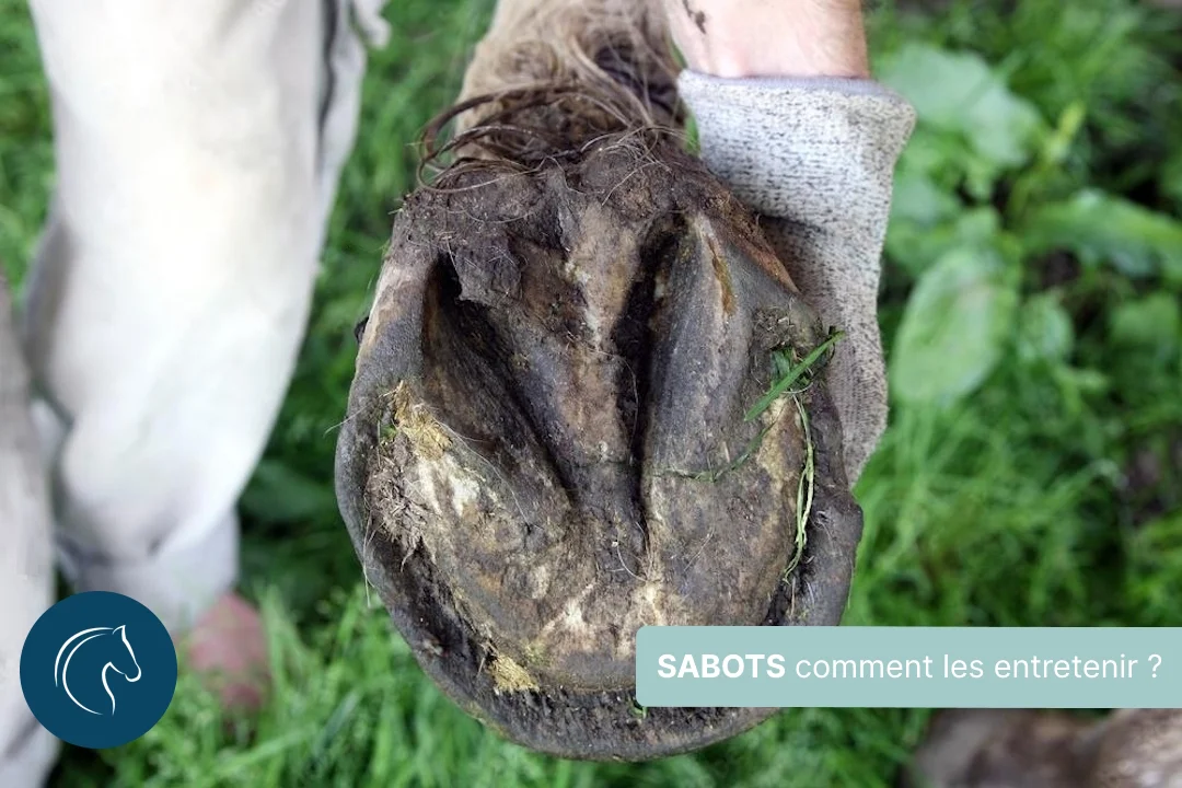 Pieds nus : Comment entretenir les sabots des chevaux déferrés ?