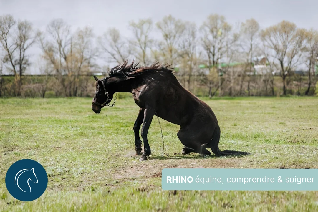 Comprendre et soigner la rhino, ou herpès viral du cheval : guide complet
