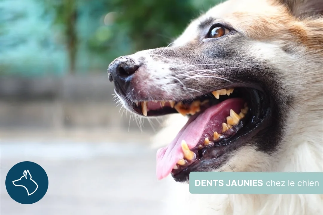 Dents jaunies du chien, améliorer son hygiène dentaire