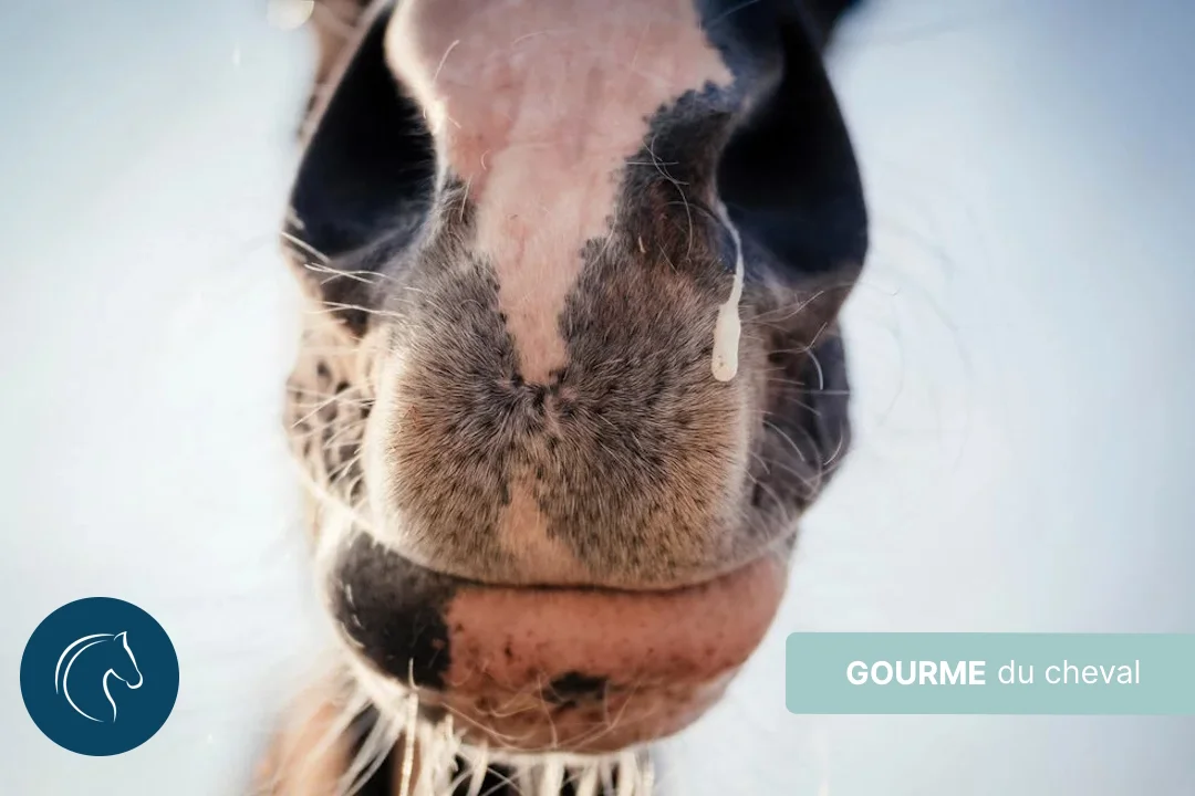 Gourme du cheval : symptômes, causes et traitements