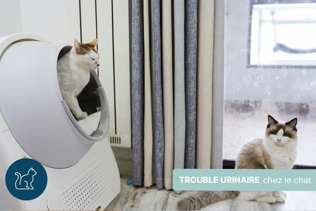 Trouble urinaire du chat : comment aider votre félin ?