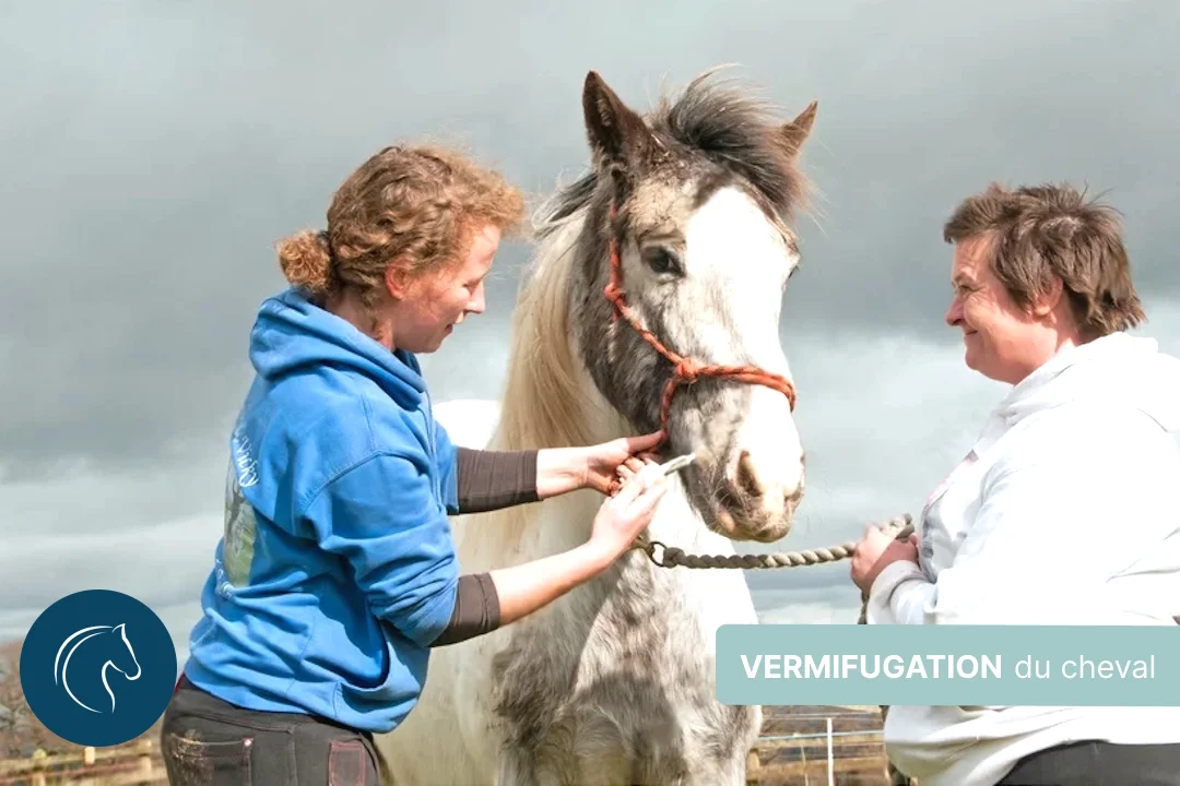 Vermifuge cheval : quelles solutions naturelles contre les vers ?