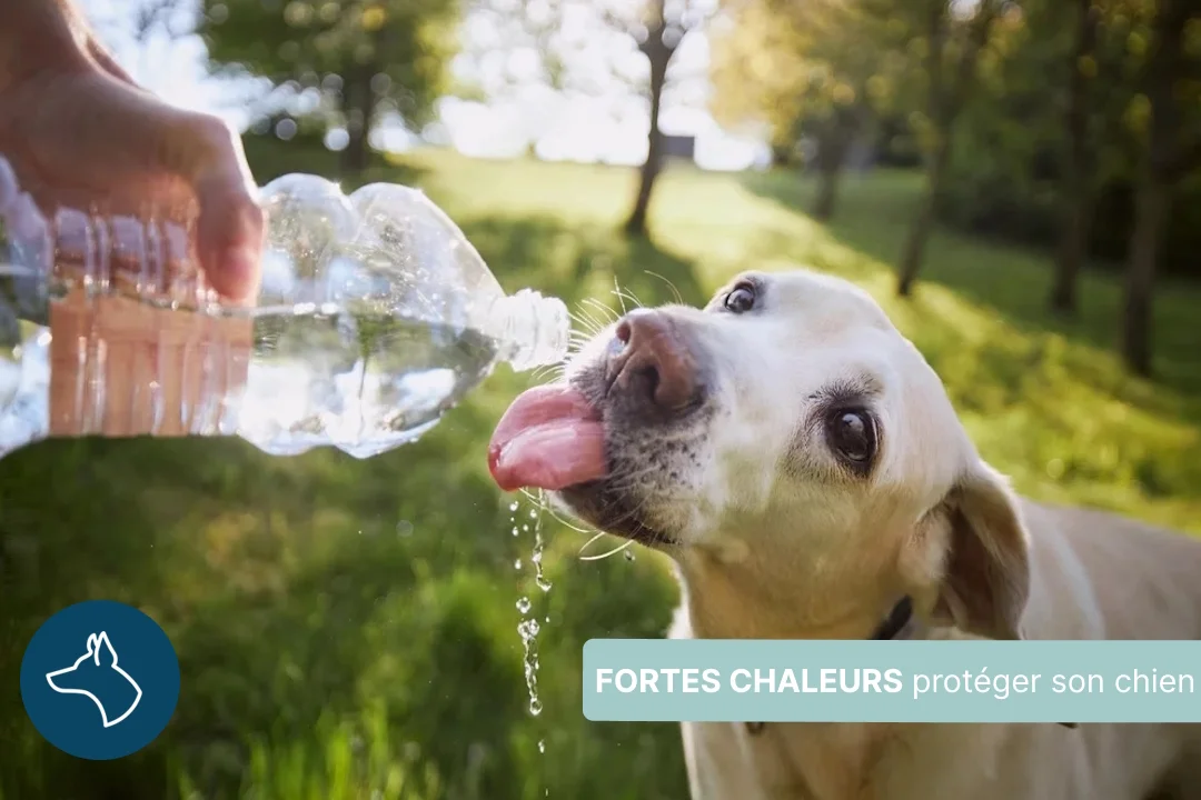 Chaleur en été, comment protéger son chien ?