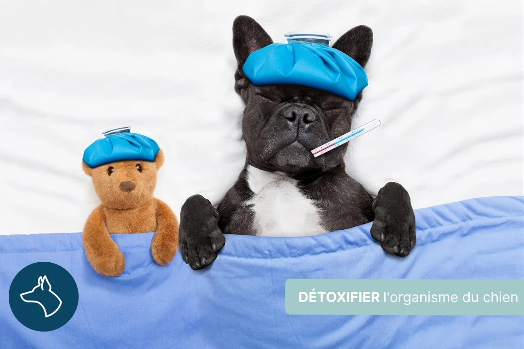 Comment détoxifier l'organisme de son chien ?