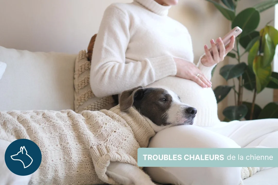 Chaleurs et troubles hormonaux chez la chienne