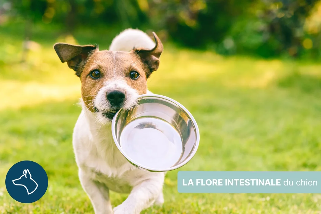 Flore intestinale du chien, à quoi sert-elle, pourquoi la soutenir ?